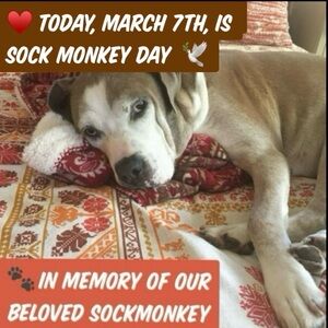 WE MISS YOU, SOCKMONKEY! ♥️🐾